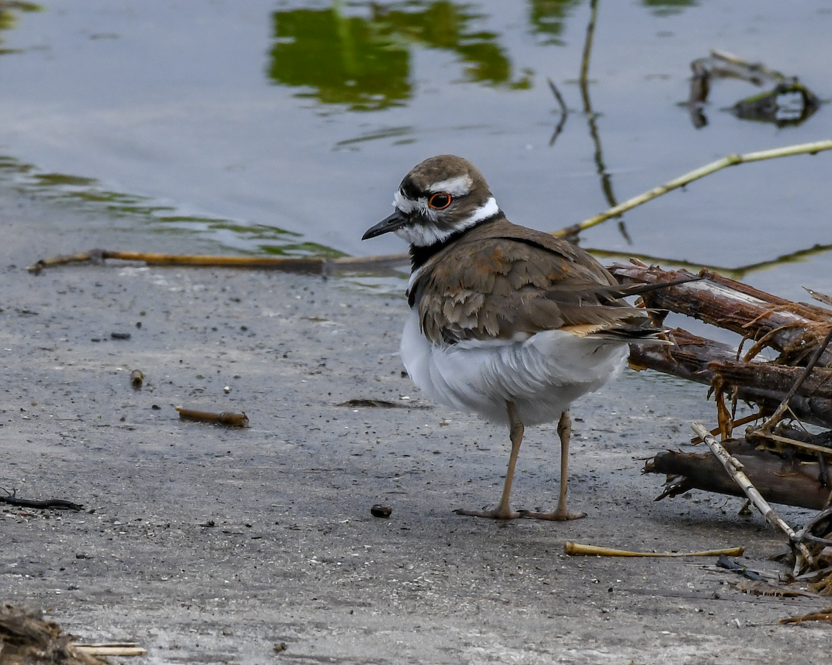 Killdeer - ML616739480