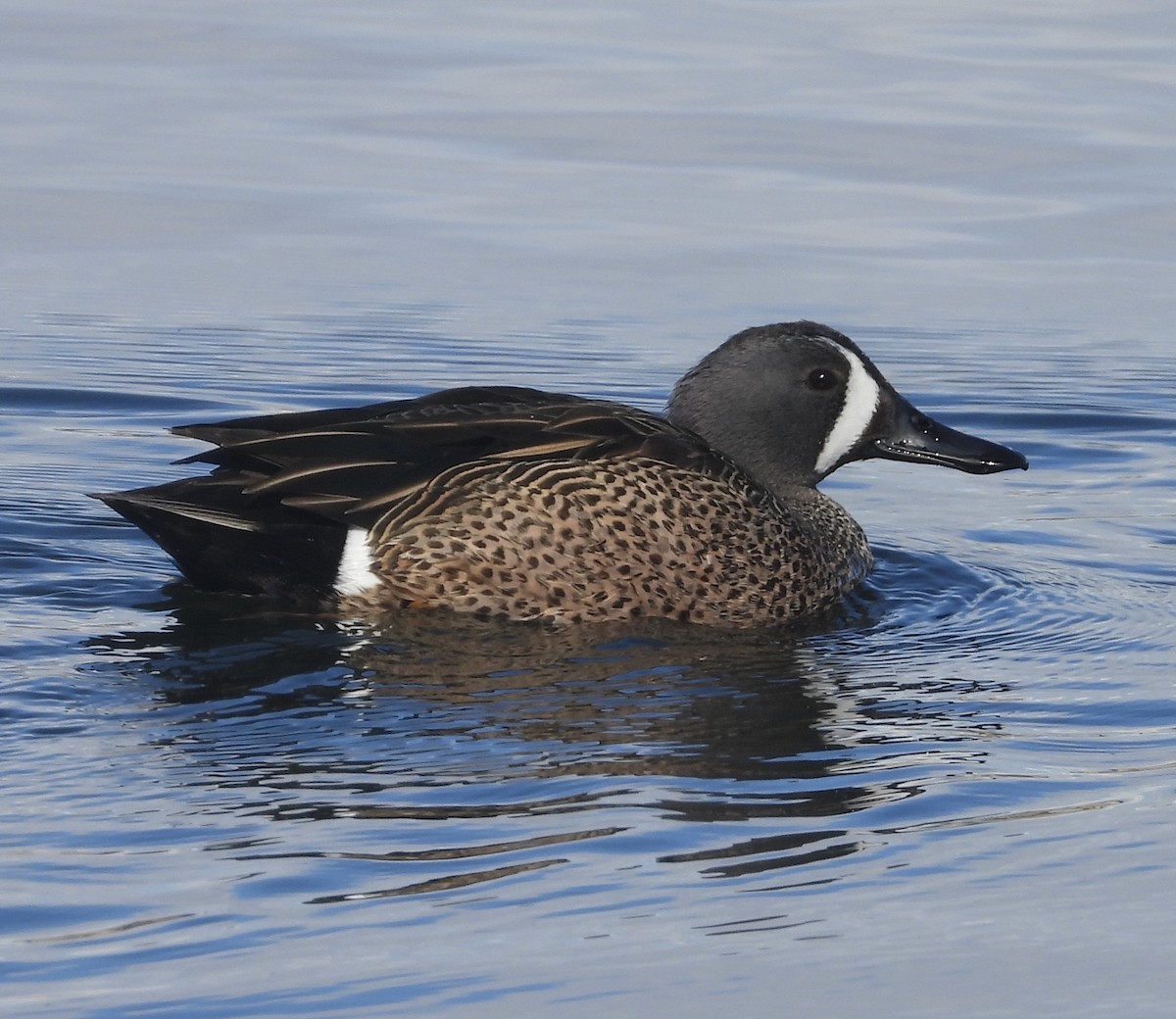 Blue-winged Teal - ML616739489