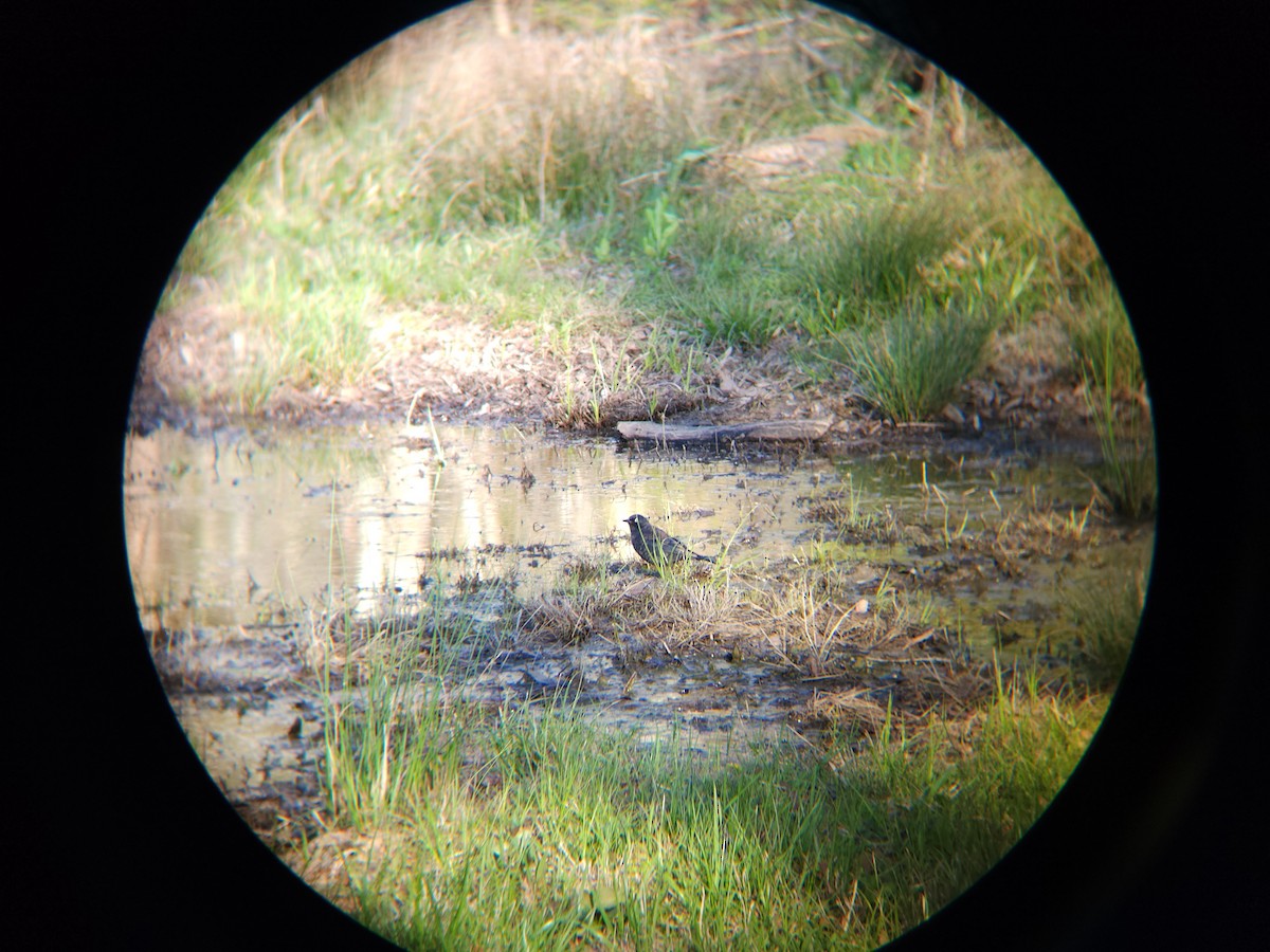 Rusty Blackbird - ML616739495