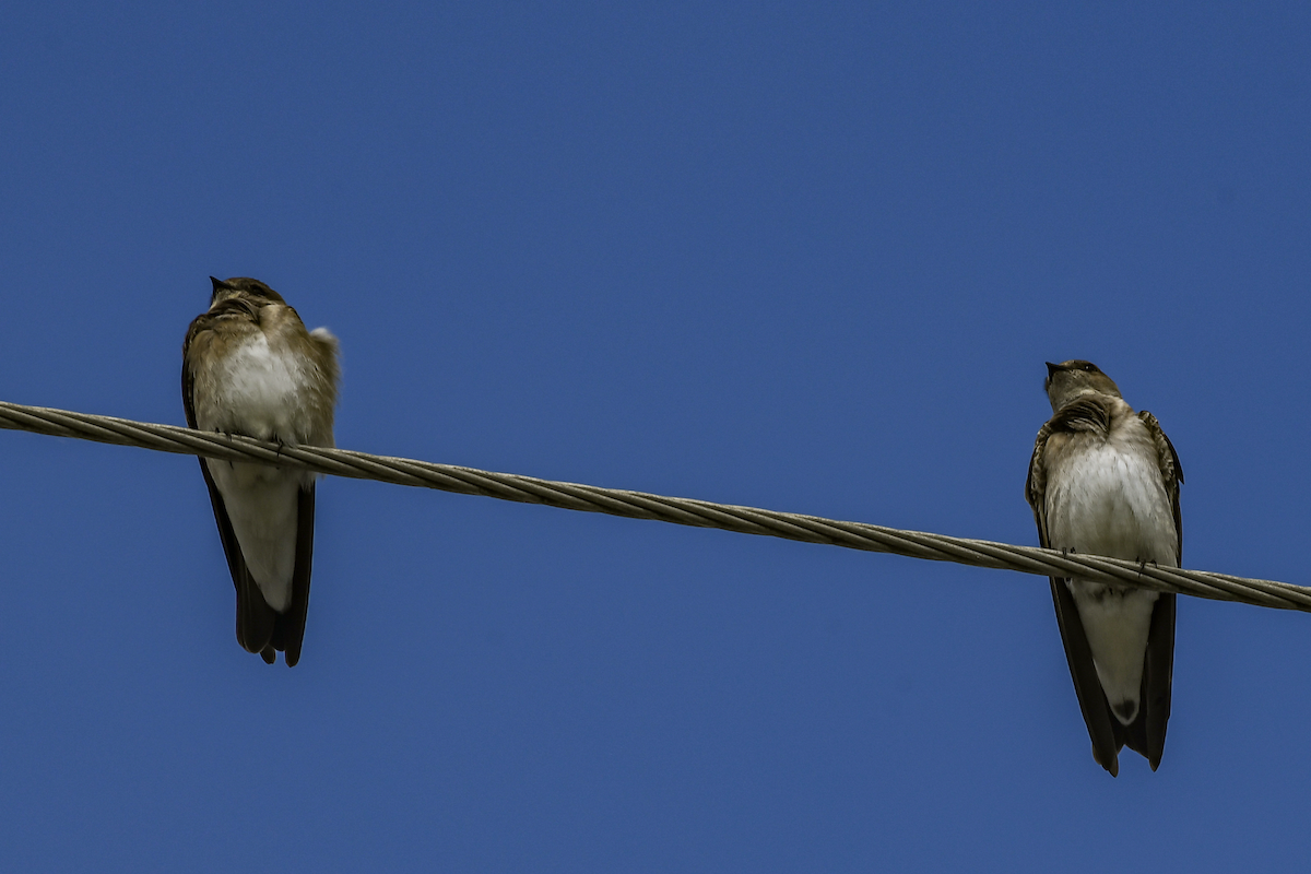 Hirondelle à ailes hérissées - ML616739497