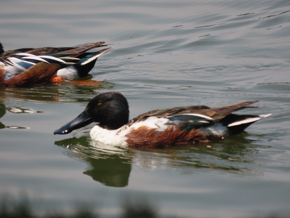 Northern Shoveler - Francisco Emilio Roldan Velasco Tuxtla Birding Club - Chiapas