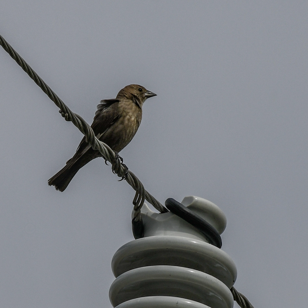 Brown-headed Cowbird - ML616739510