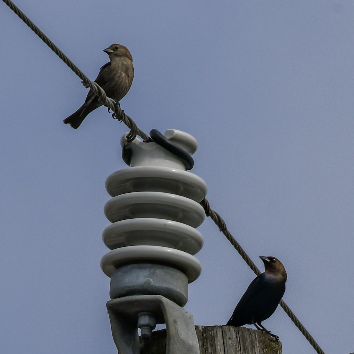 Brown-headed Cowbird - ML616739511