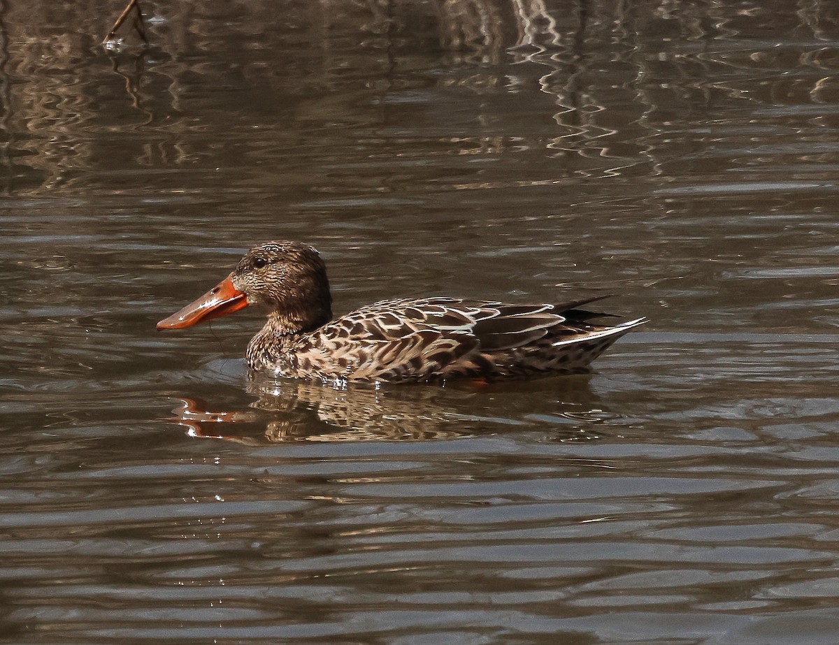 Northern Shoveler - ML616739523