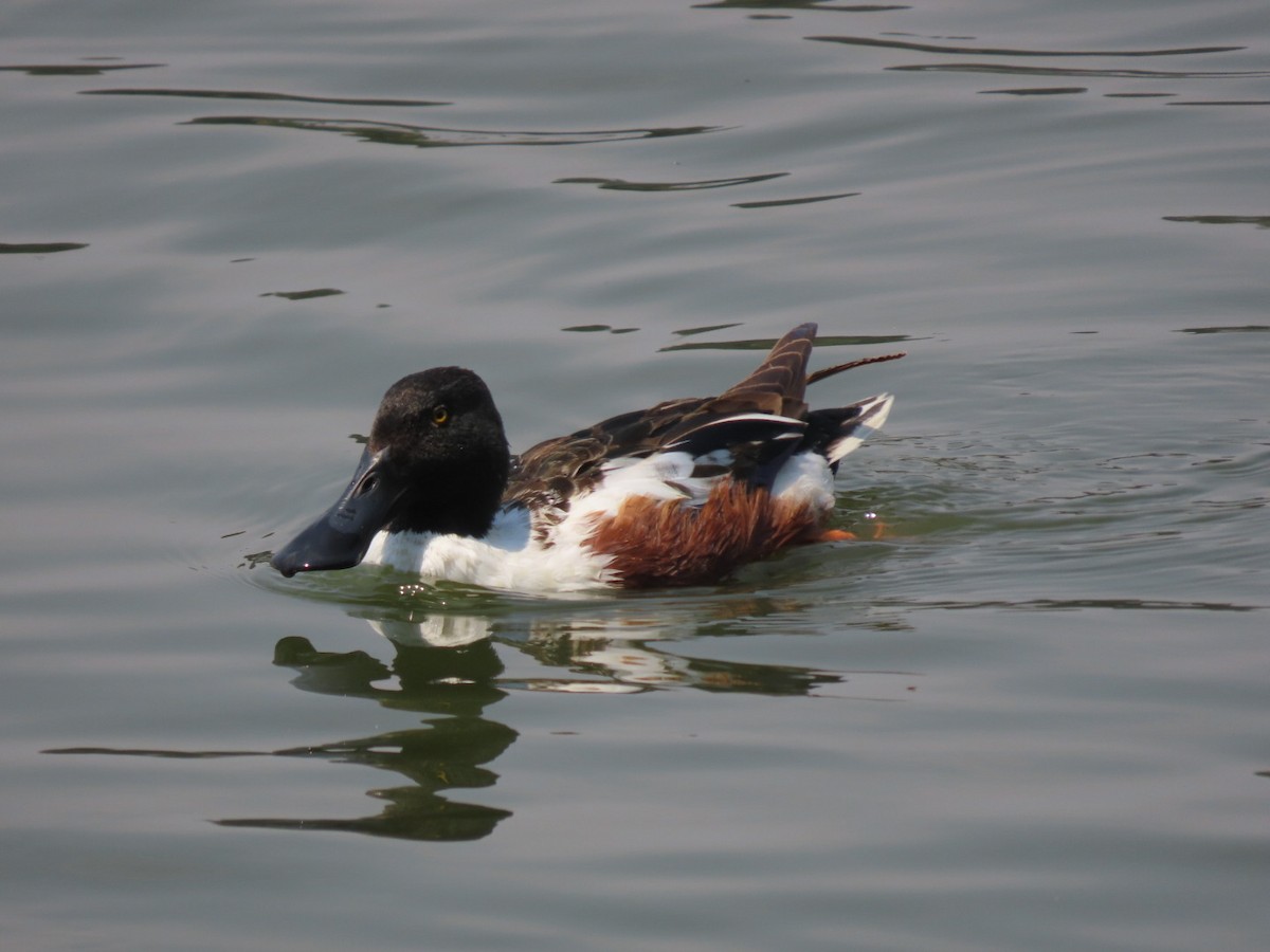 Northern Shoveler - ML616739526