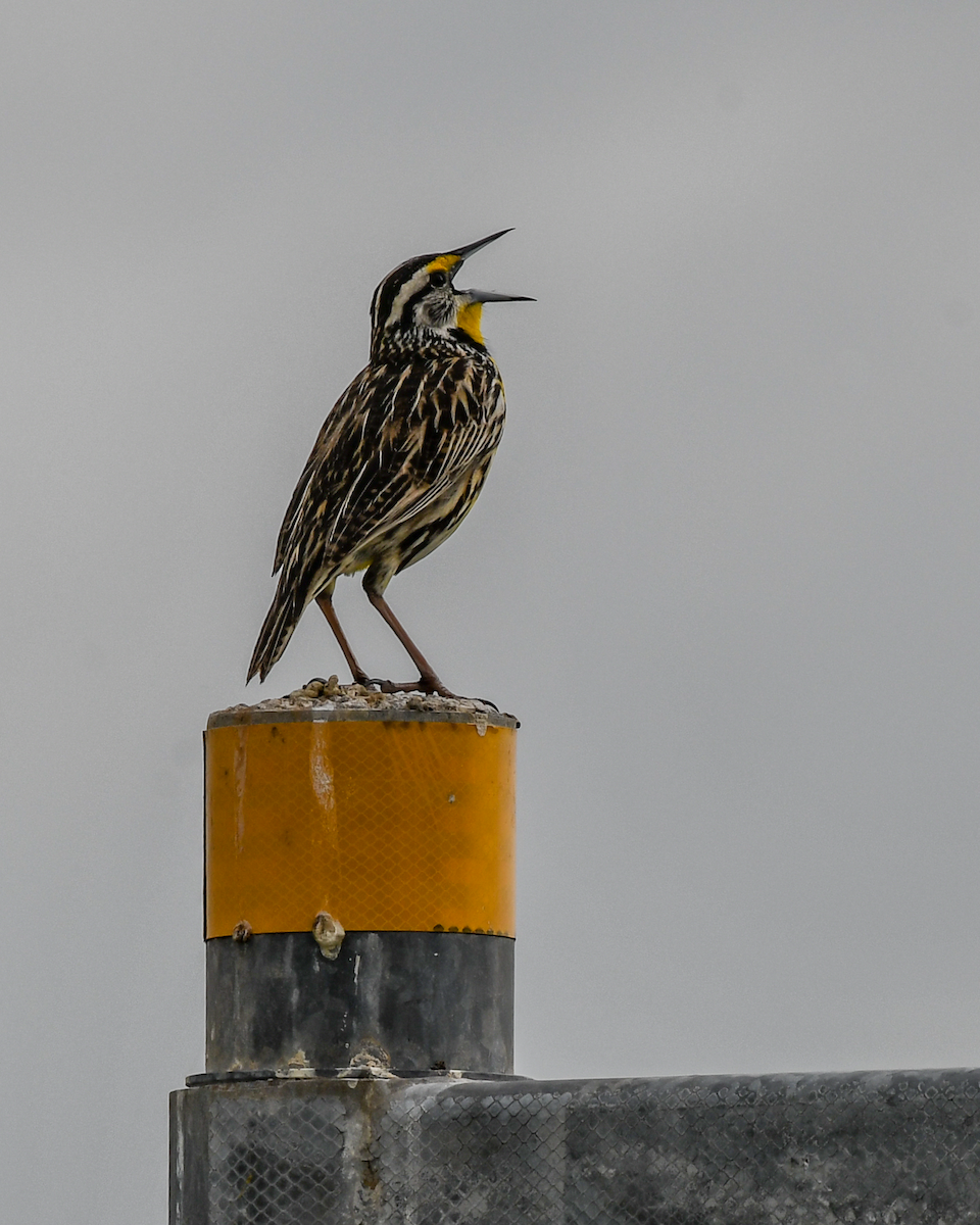 Eastern Meadowlark - ML616739529