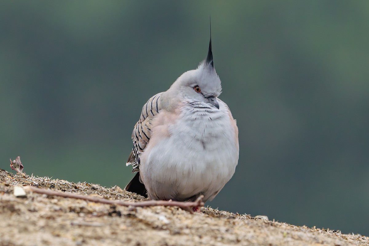 Crested Pigeon - Gary Dickson