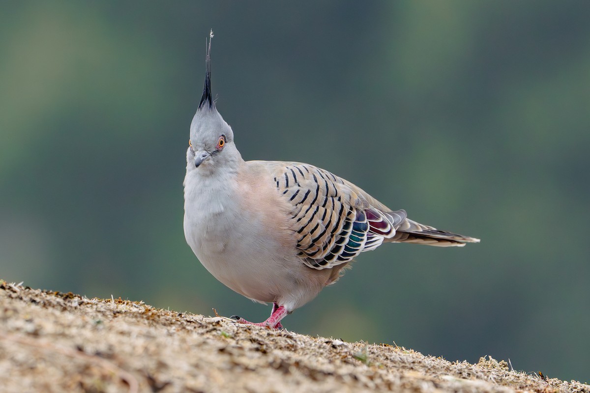 Crested Pigeon - ML616739541