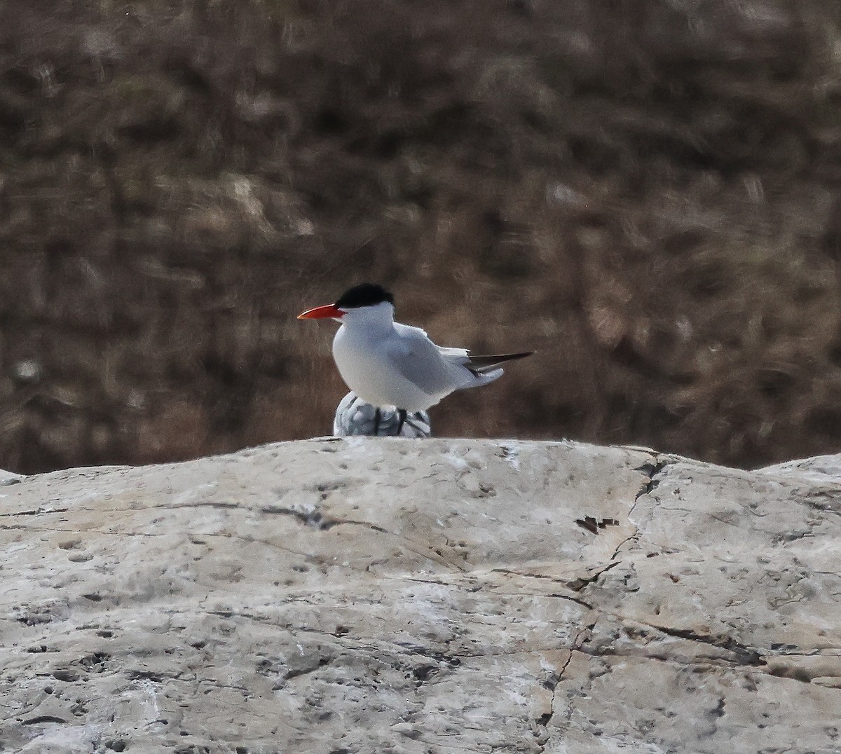 Caspian Tern - Tom Younkin