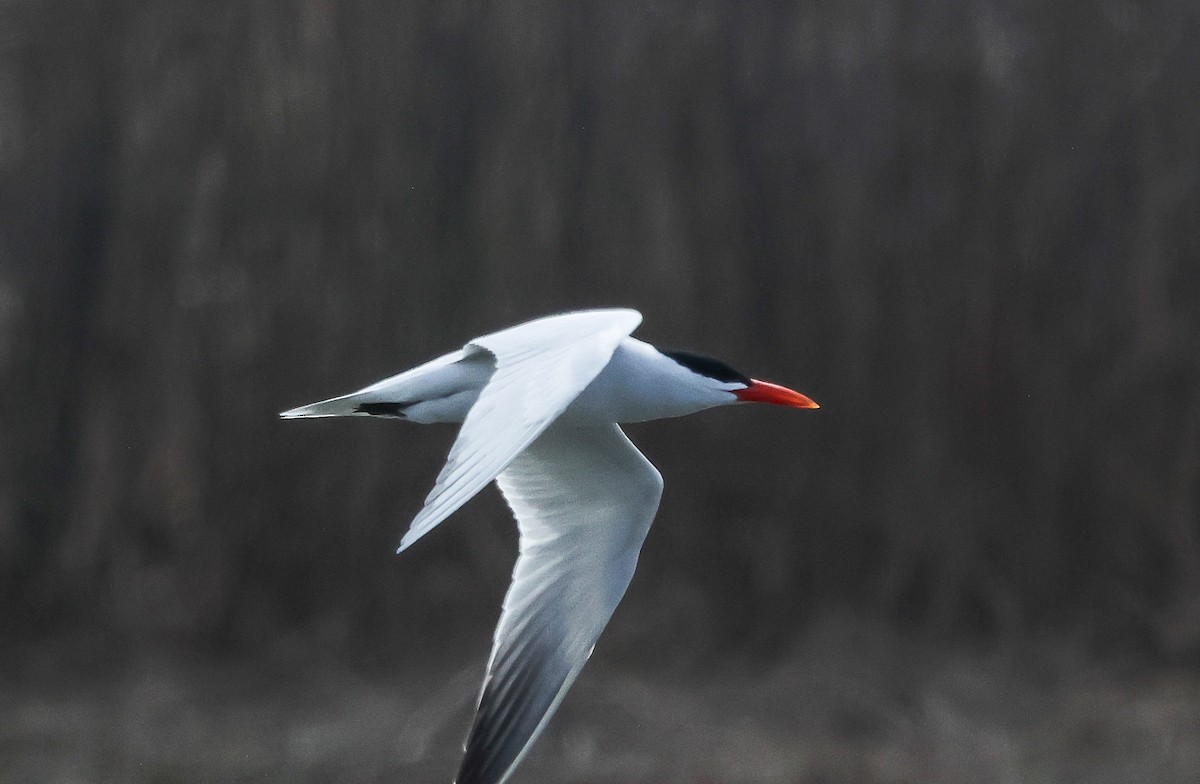 Caspian Tern - ML616739546