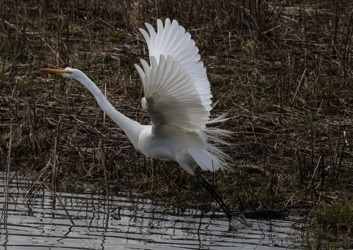 Great Egret - ML616739578