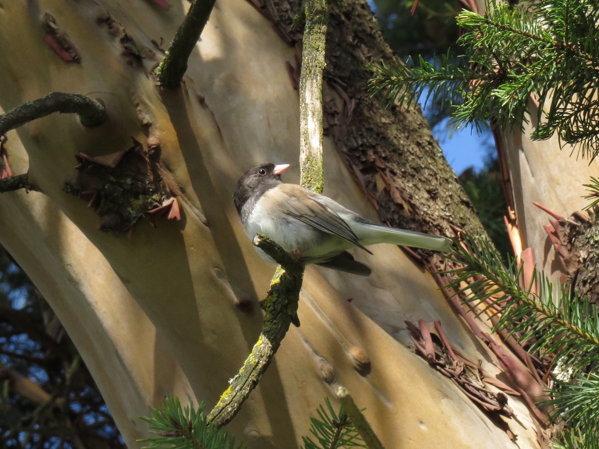 Dark-eyed Junco (Oregon) - ML616739612