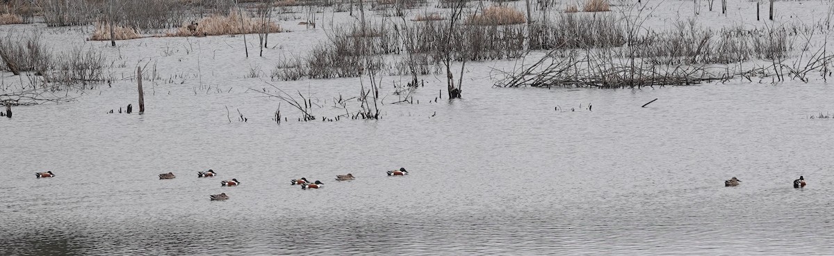 Northern Shoveler - ML616739618