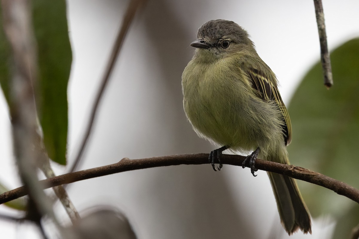 Slender-footed Tyrannulet - ML616739620