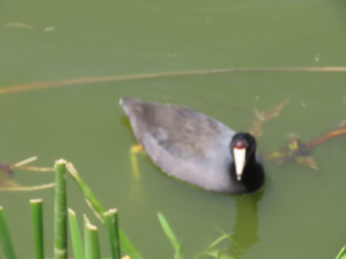 American Coot - ML616739627