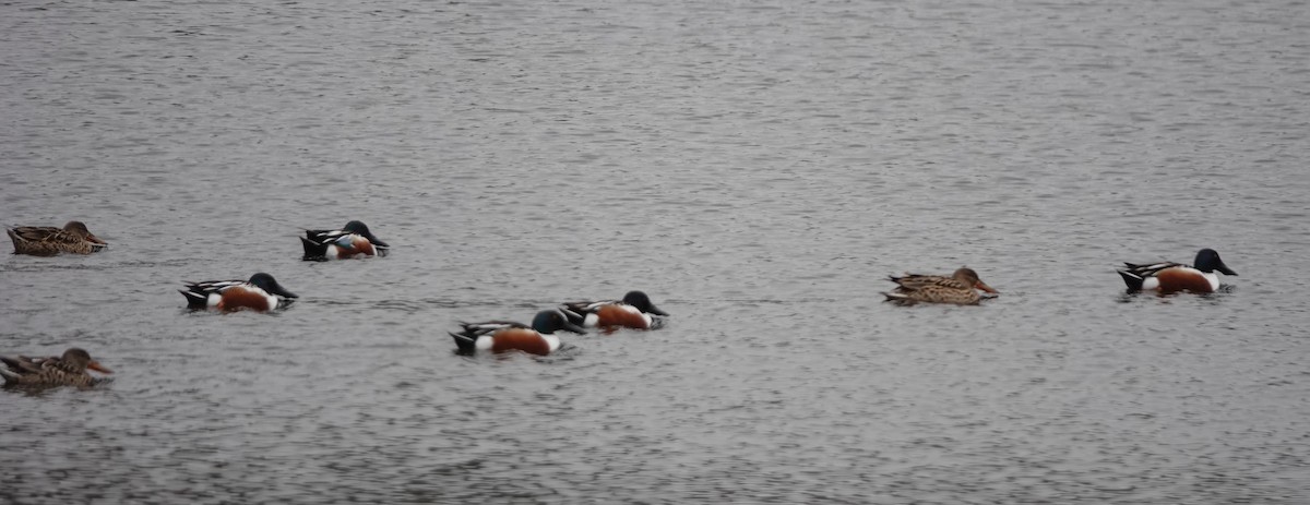 Northern Shoveler - ML616739630