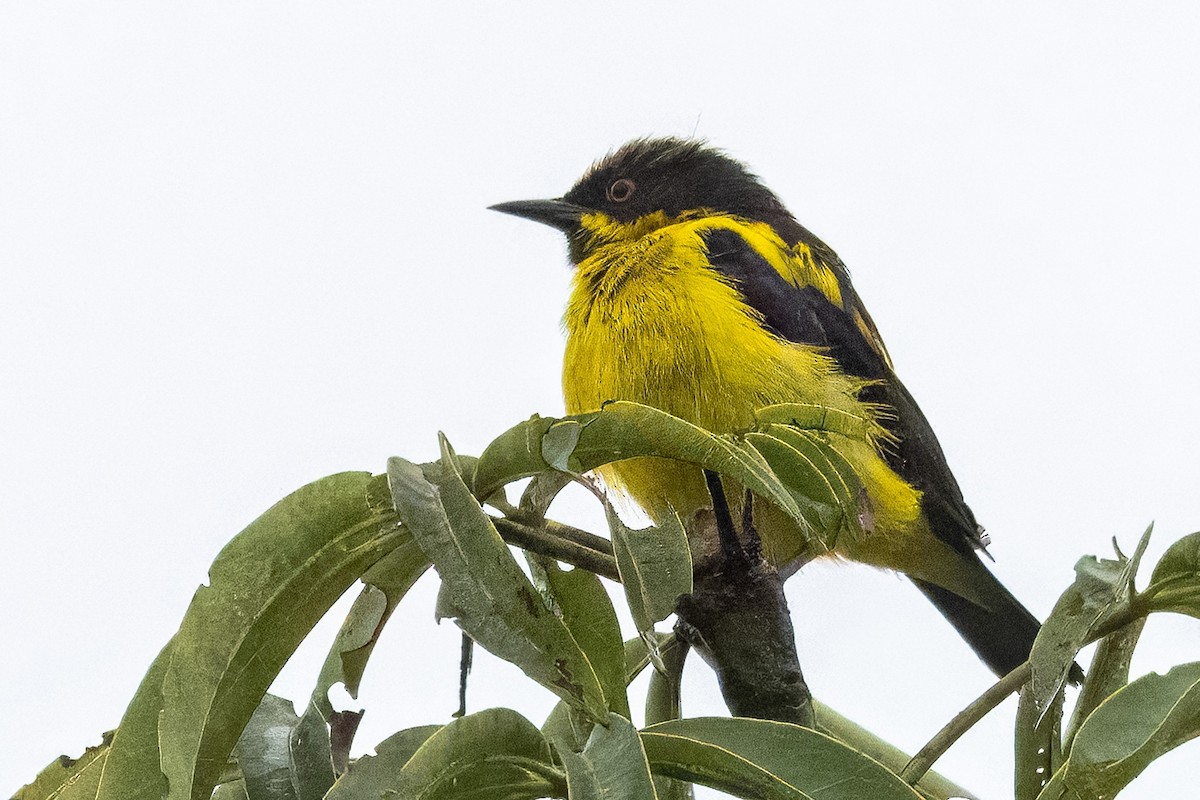 Yellow-bellied Dacnis - ML616739633