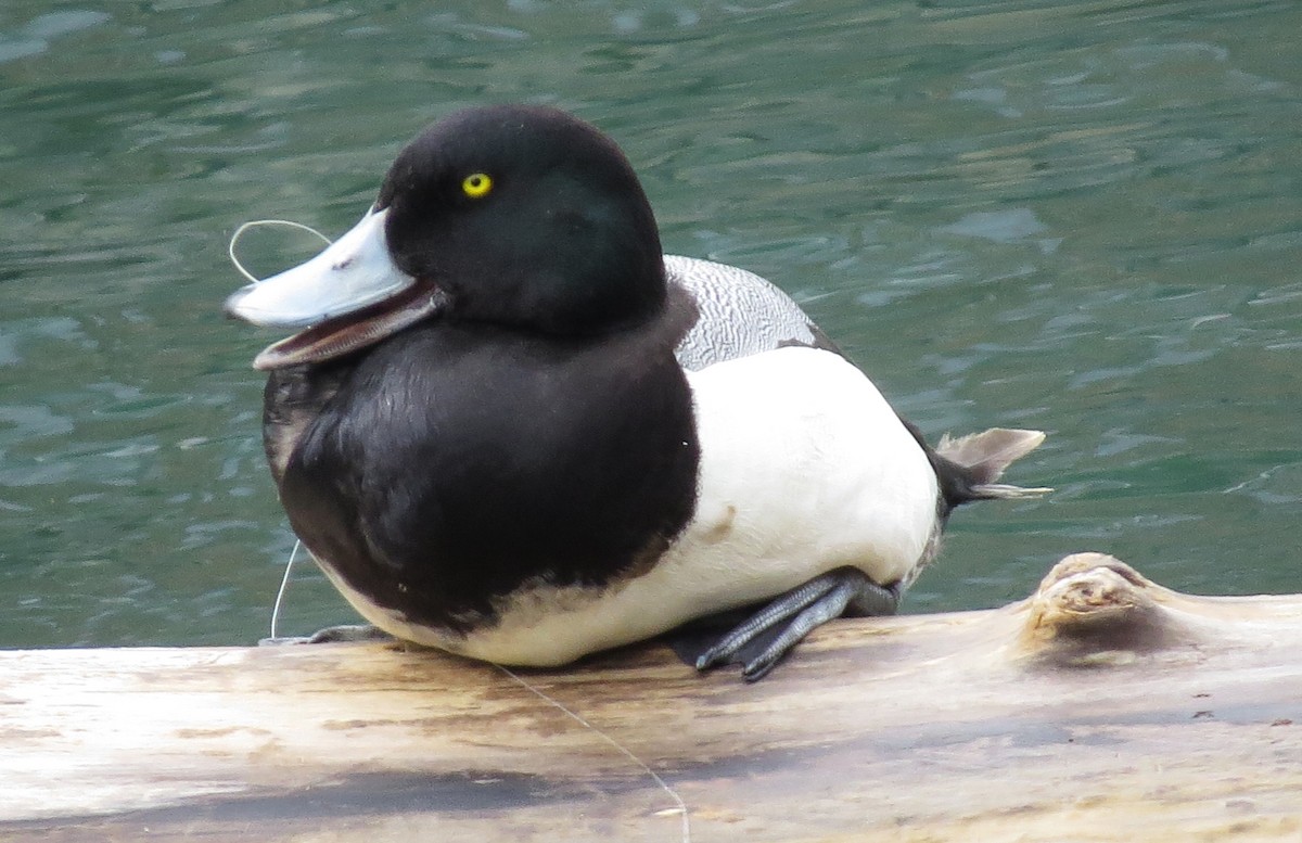 Greater Scaup - ML616739651