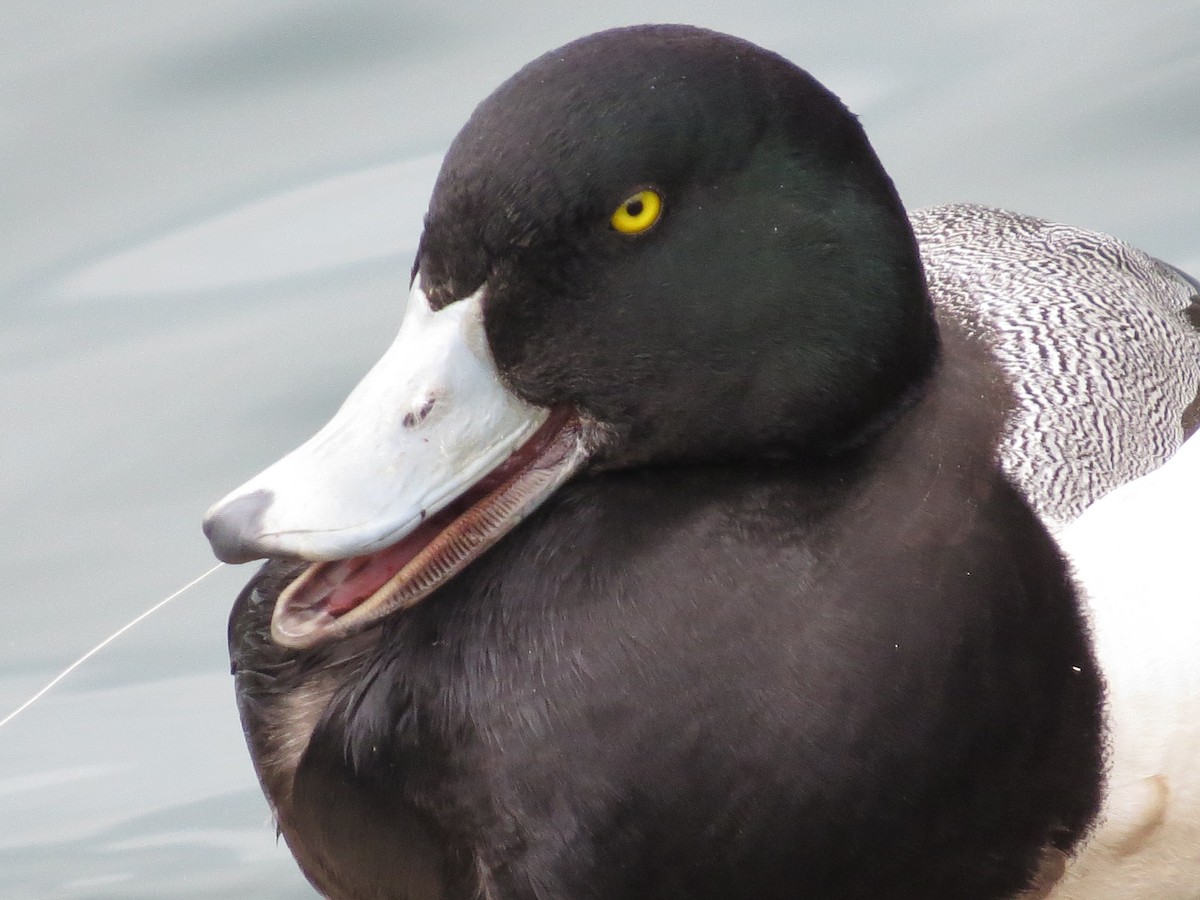 Greater Scaup - ML616739652