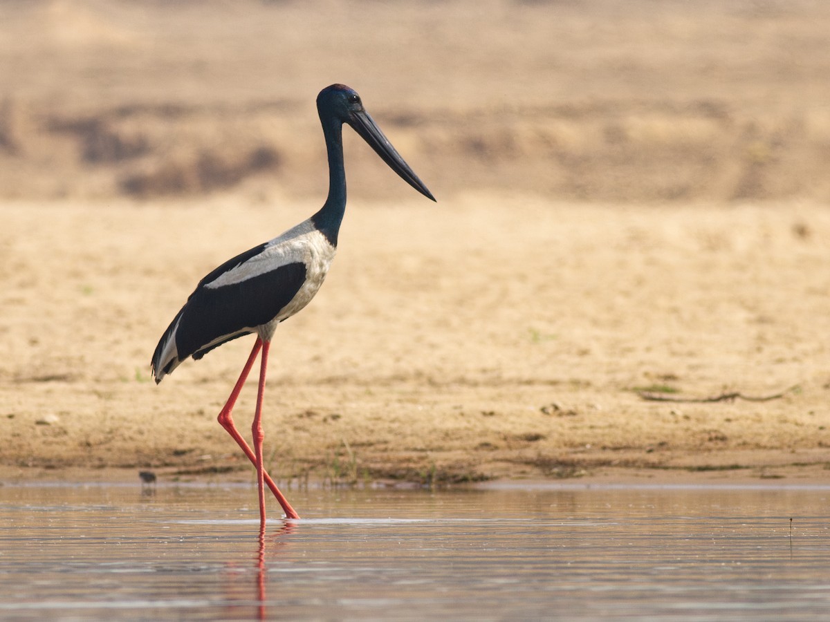 Black-necked Stork - ML616739656