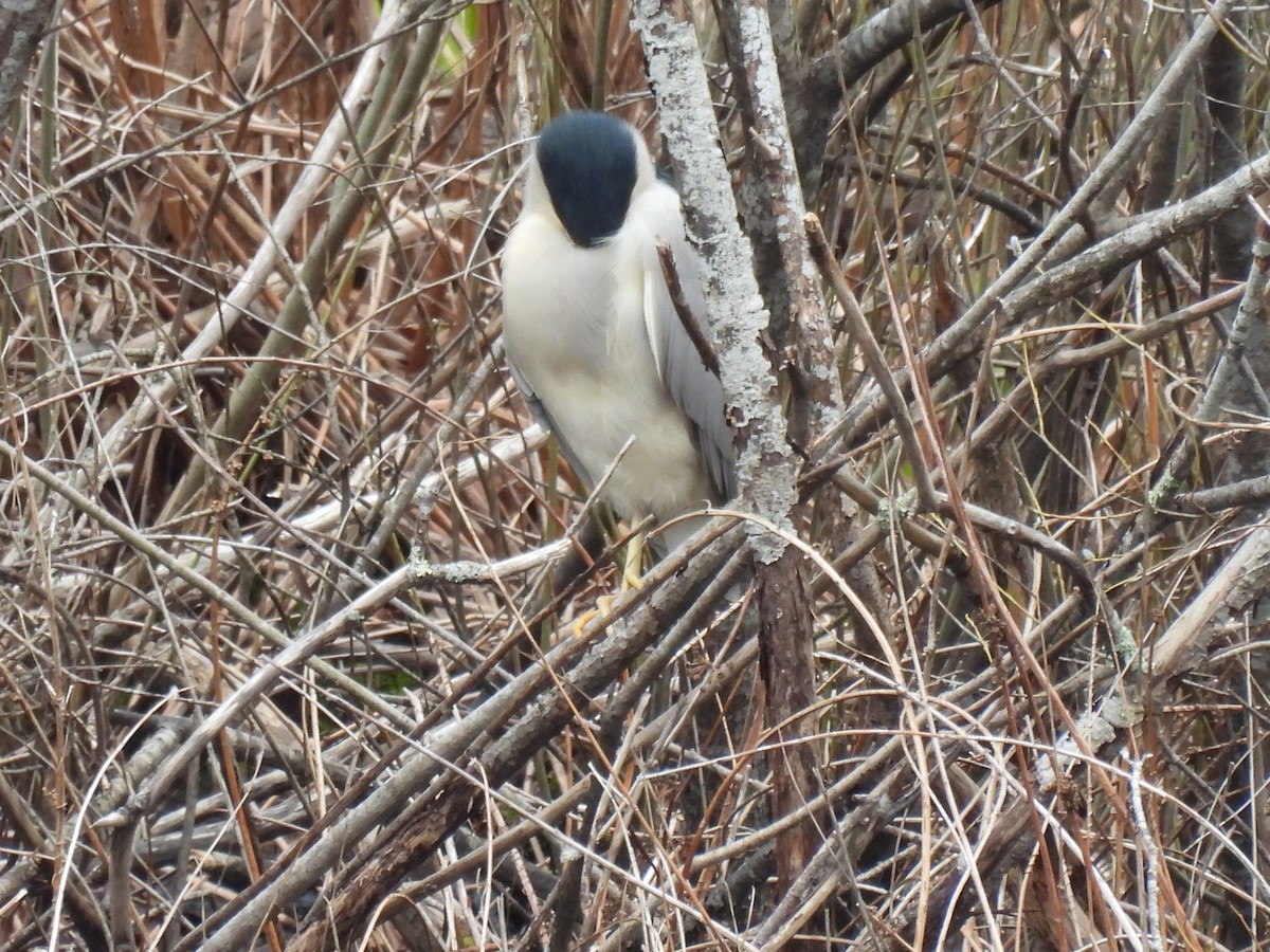 Black-crowned Night Heron - Carol Baird Molander