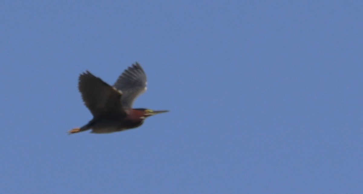 Green Heron - Betty Thomas