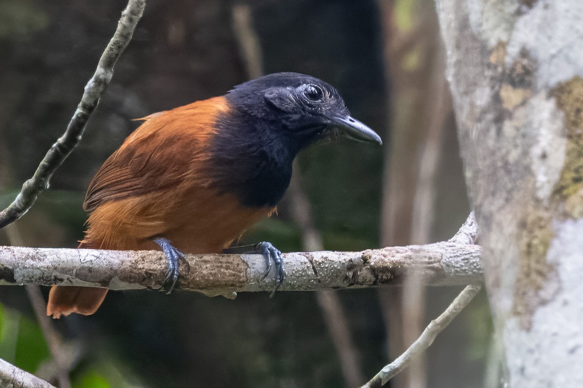 Cocha Antshrike - John Rogers