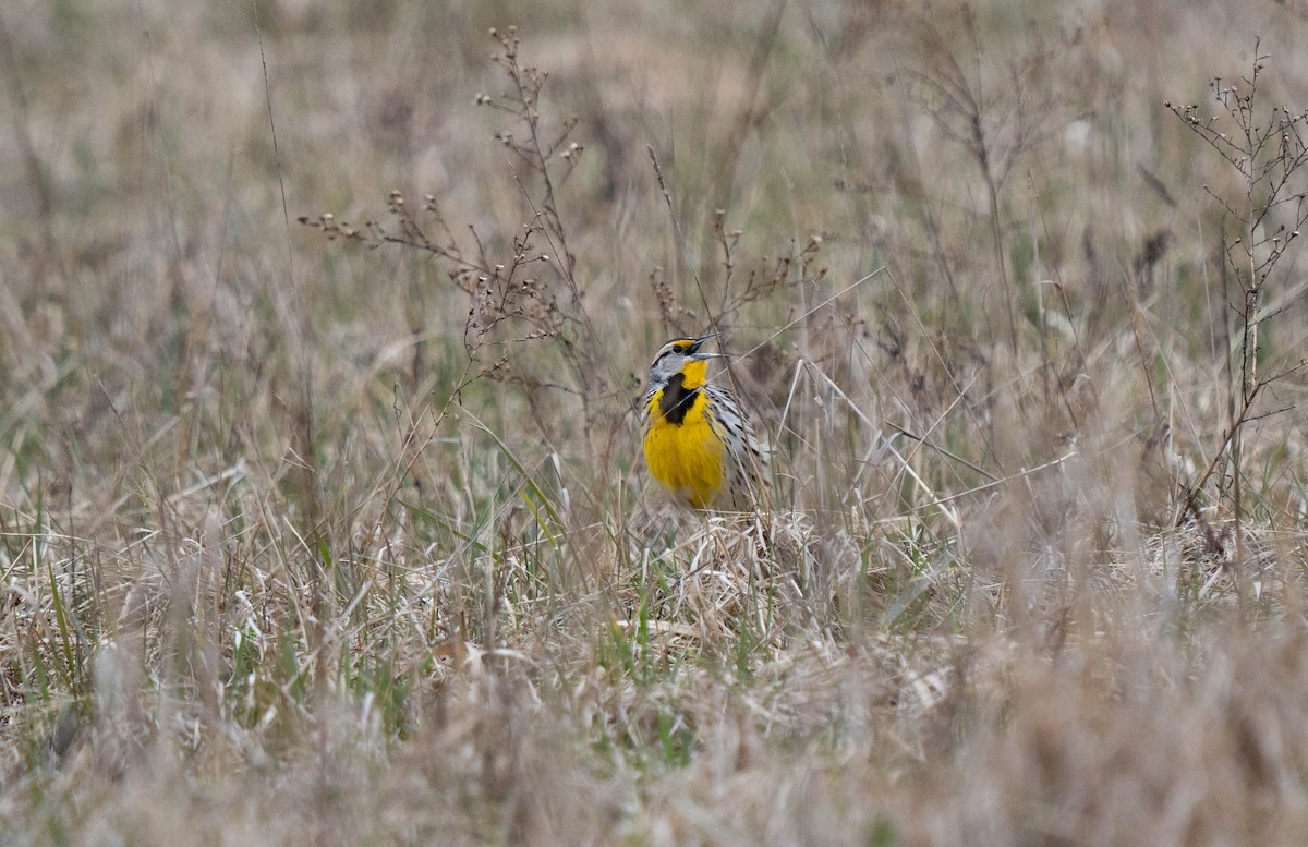 Eastern Meadowlark - ML616739763