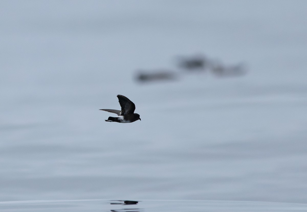 Elliot's Storm-Petrel - Pablo Martinez Morales