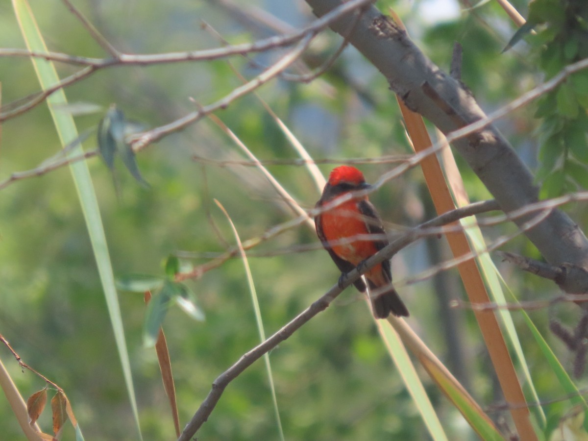 Mosquero Cardenal - ML616739802