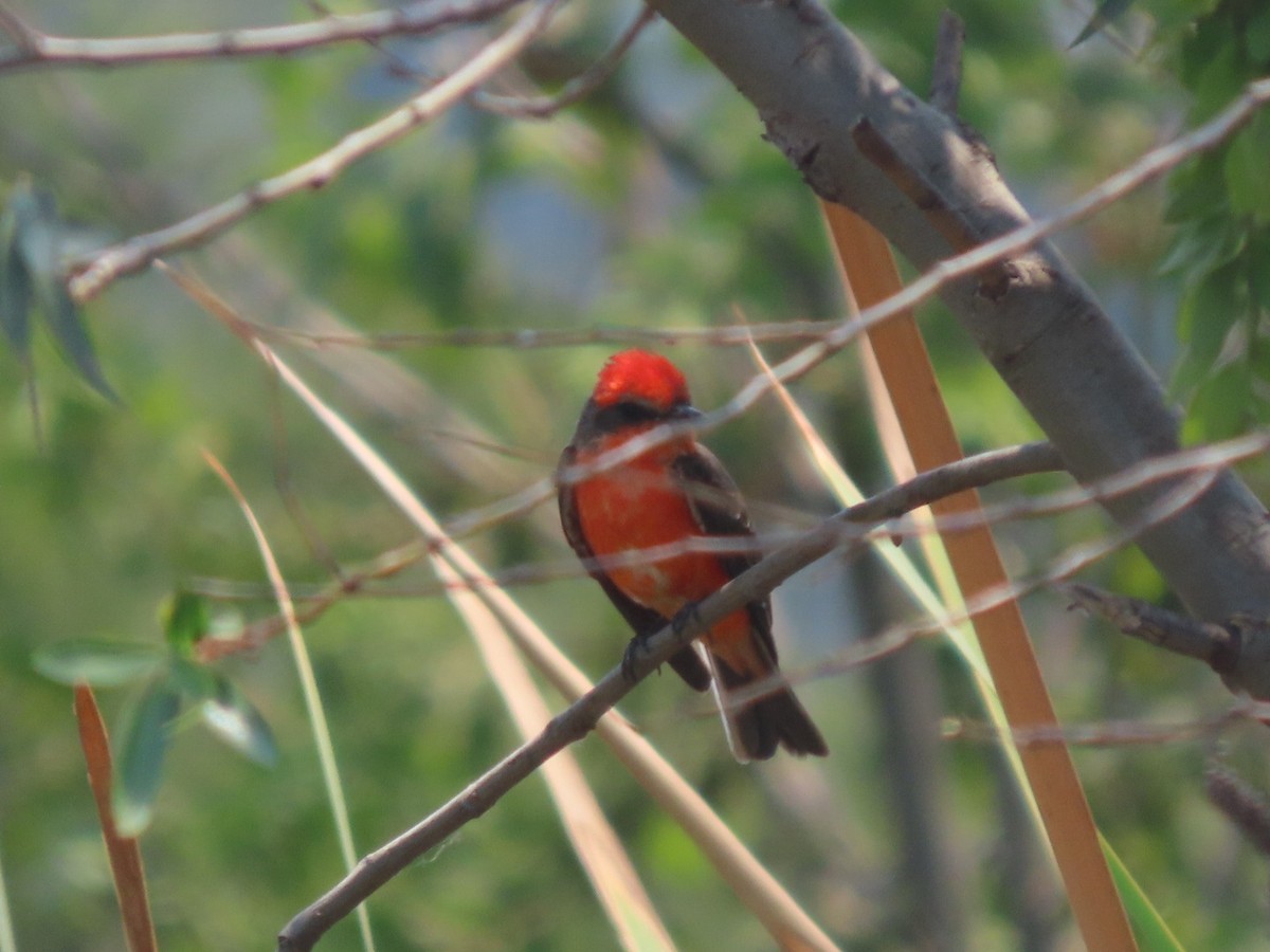 Mosquero Cardenal - ML616739803