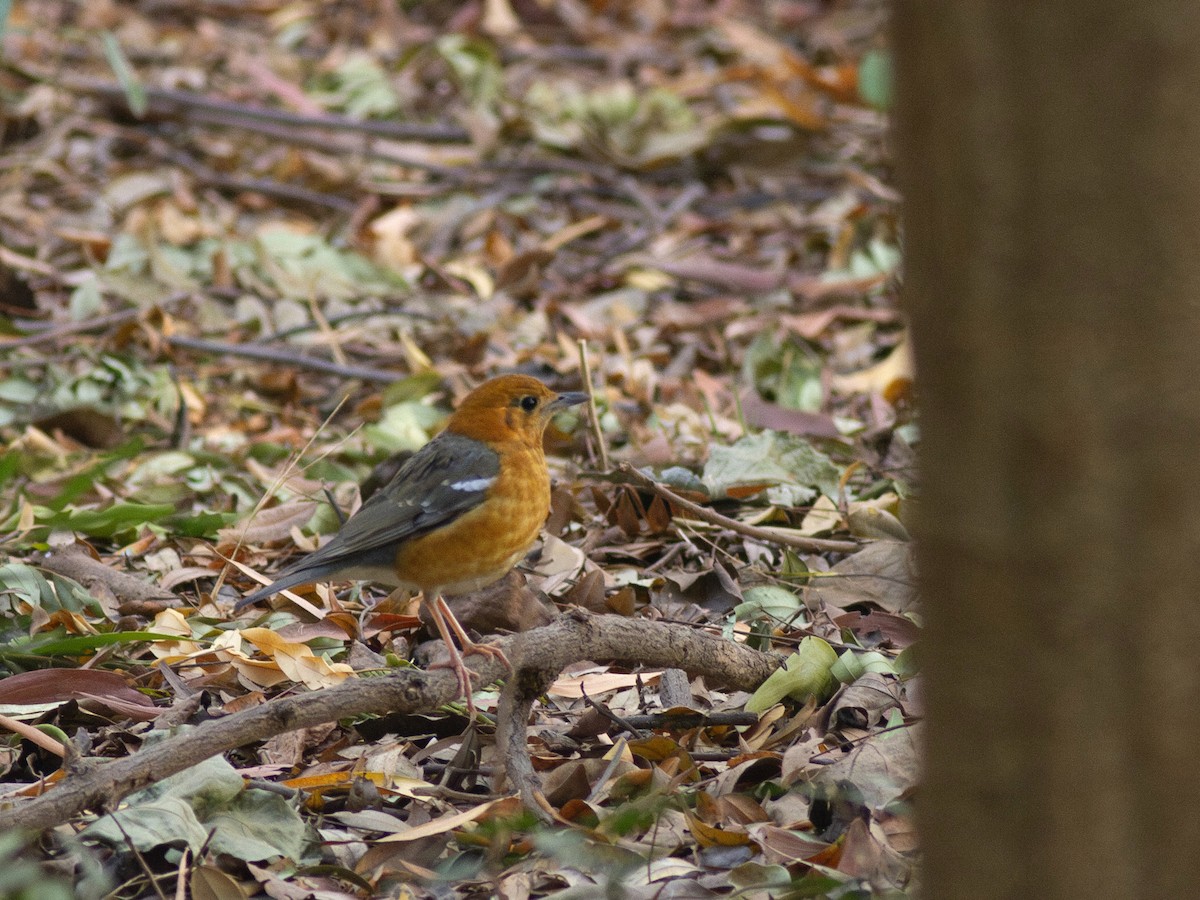 Orange-headed Thrush - ML616739813