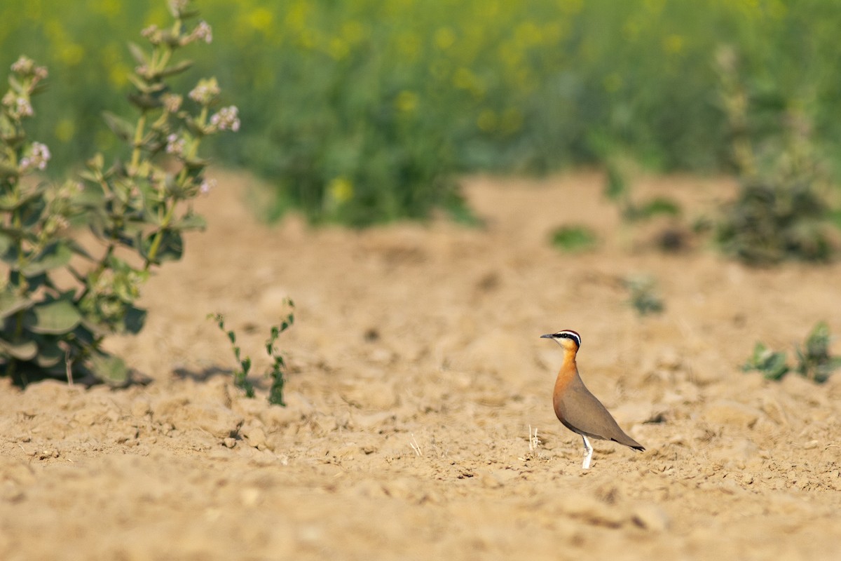 Indian Courser - ML616739865