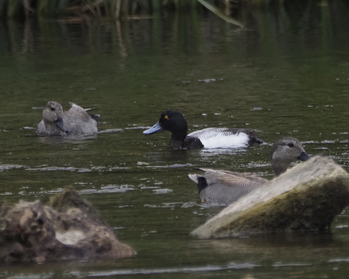 Greater Scaup - Mikael Behrens