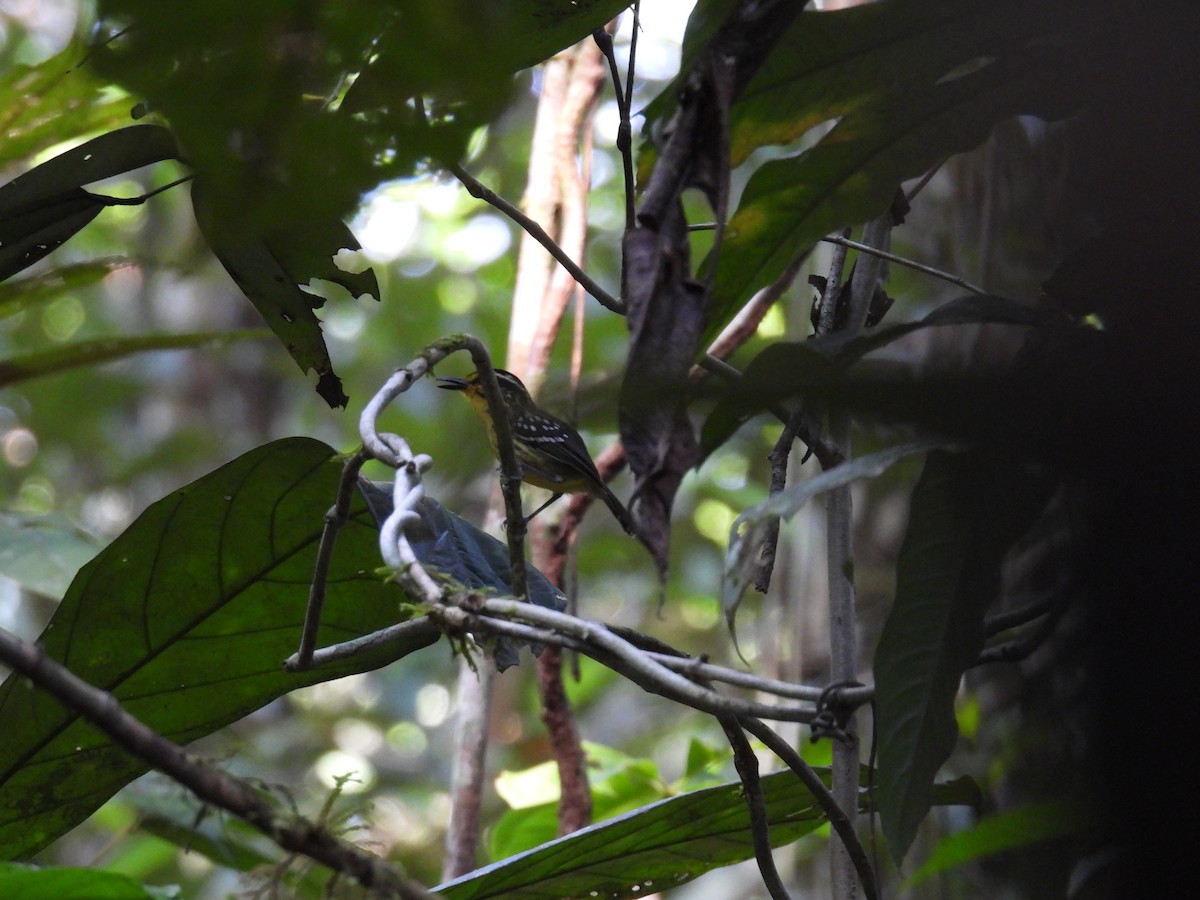 Yellow-browed Antbird - ML616739885