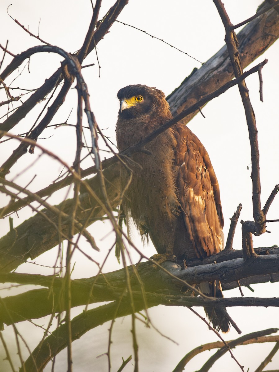 Crested Serpent-Eagle - ML616739896