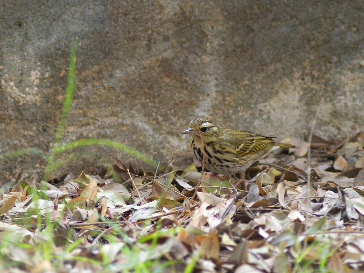 Olive-backed Pipit - ML616740010