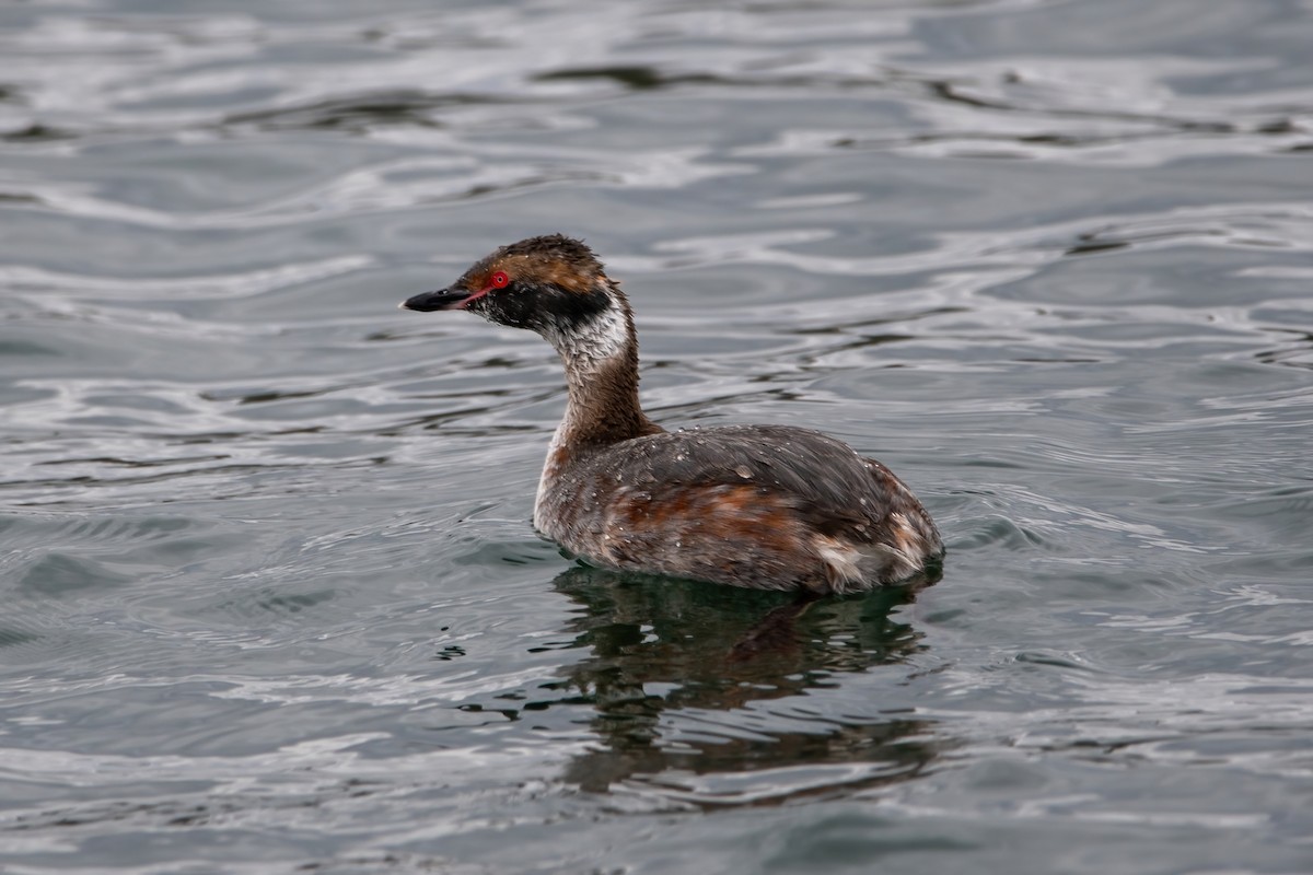 Horned Grebe - ML616740035