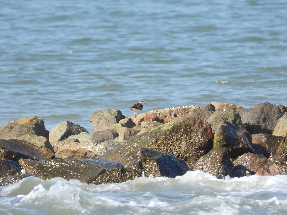 Ruddy Turnstone - ML616740041