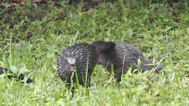 Dusky-legged Guan - ML616740051