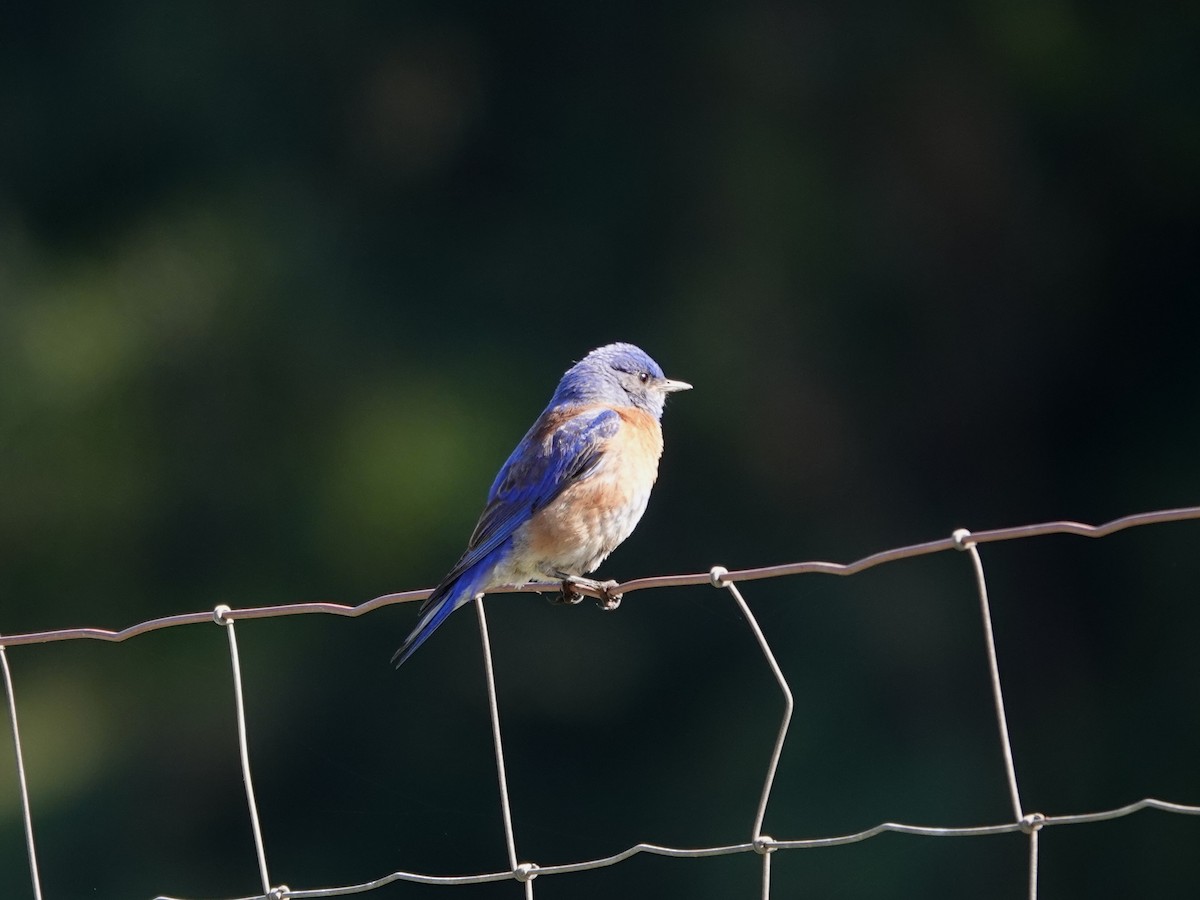 Western Bluebird - ML616740095