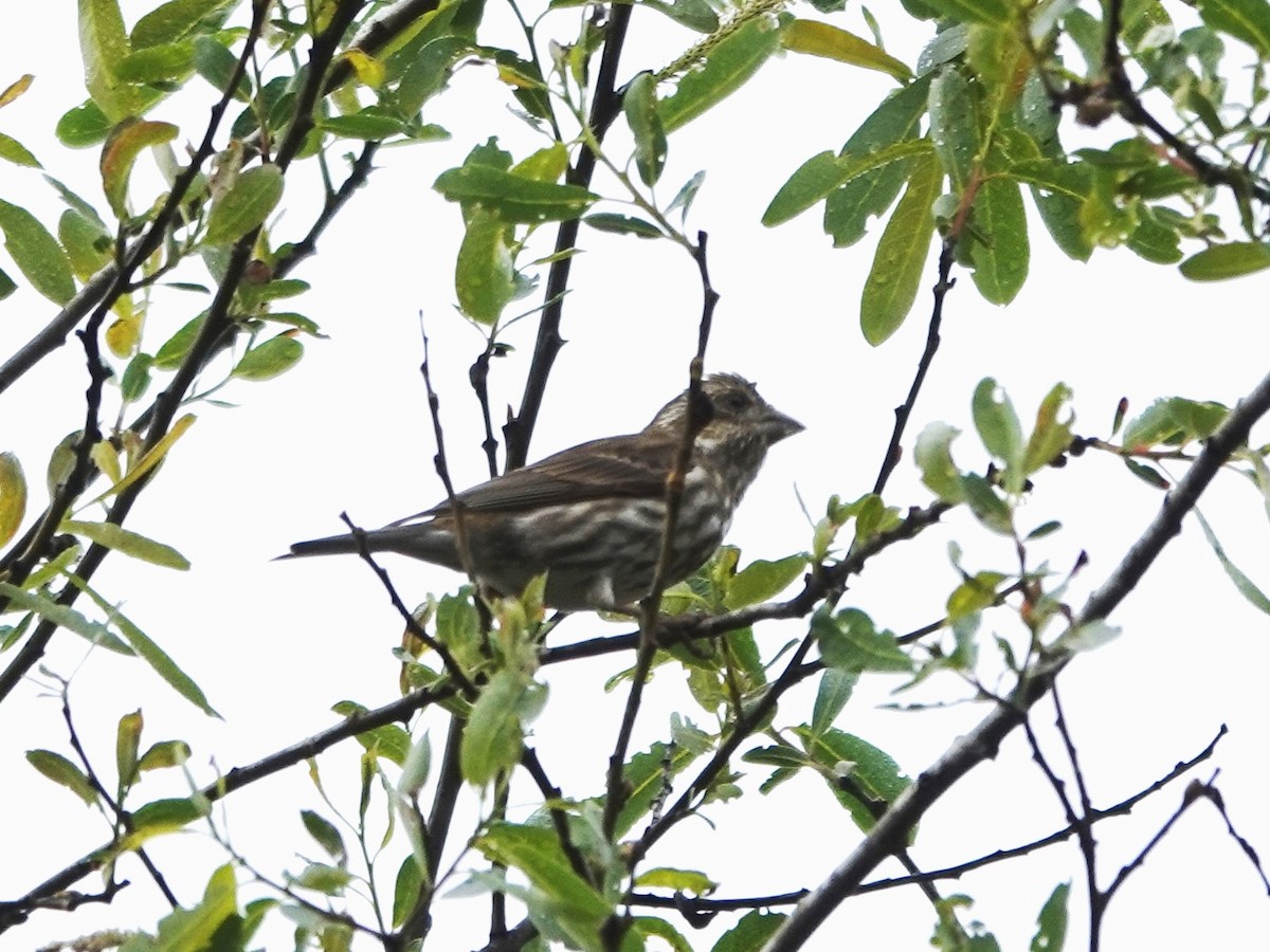 Purple Finch - ML616740110