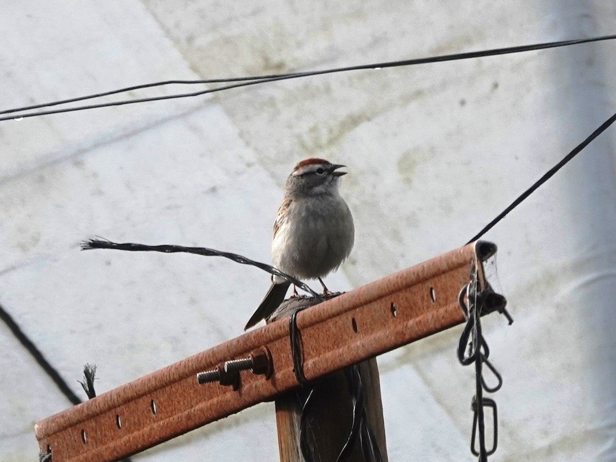 Chipping Sparrow - ML616740122