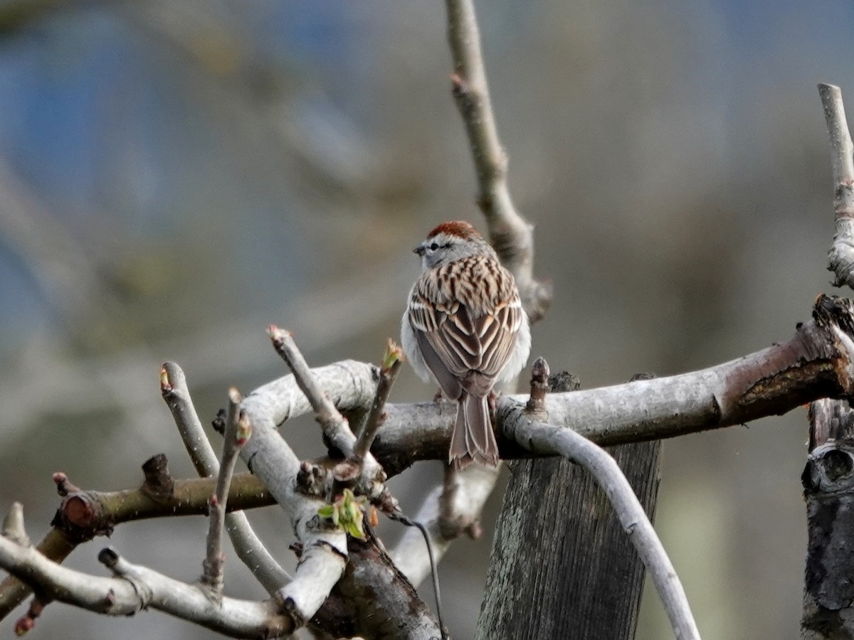 Chipping Sparrow - ML616740125