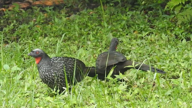 Dusky-legged Guan - ML616740131