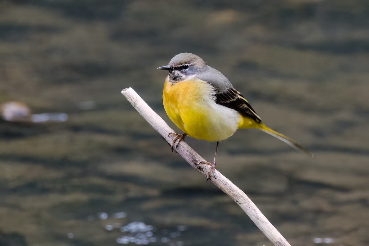 Gebirgsstelze - ML616740143