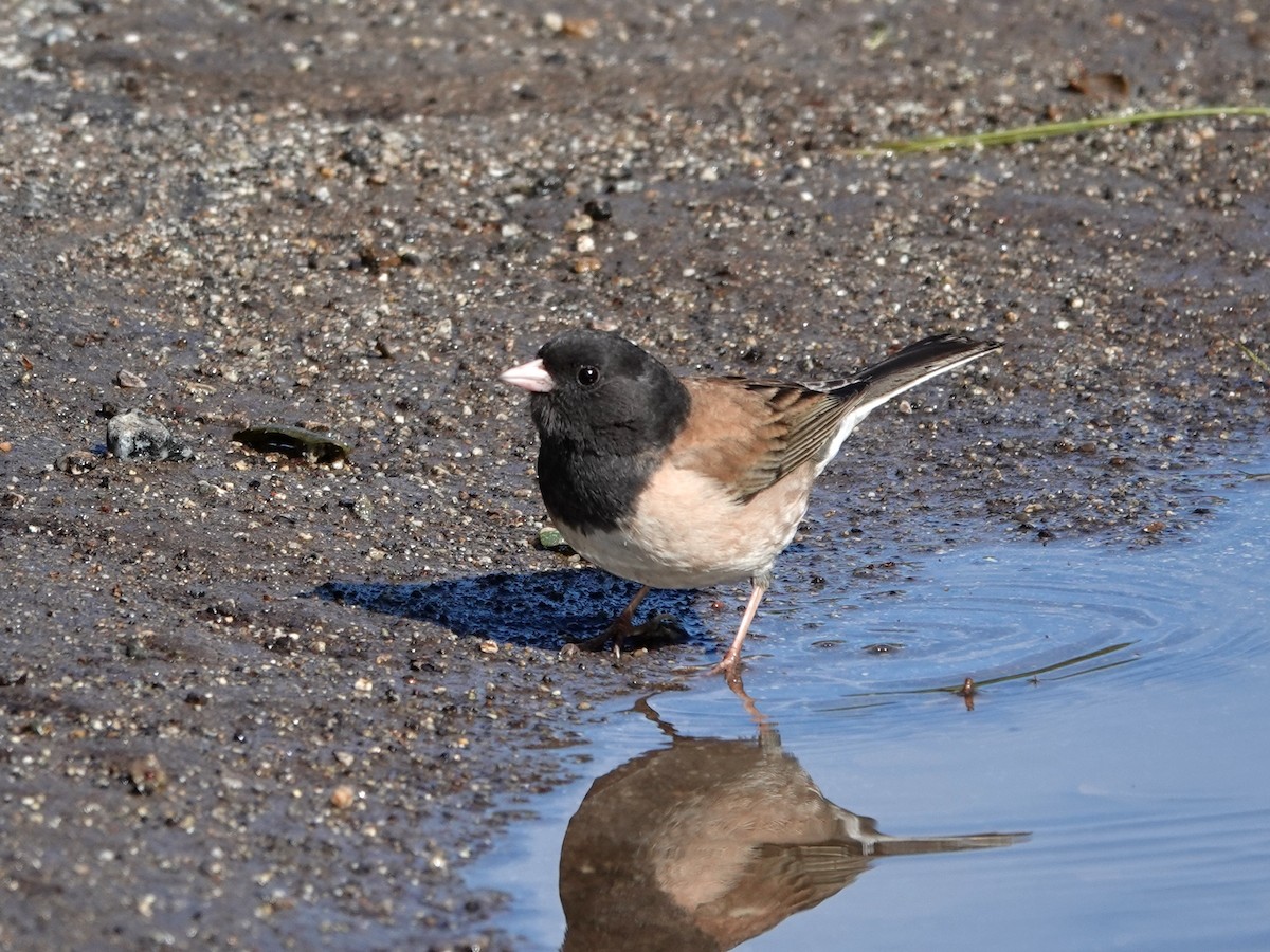 Dark-eyed Junco - ML616740144