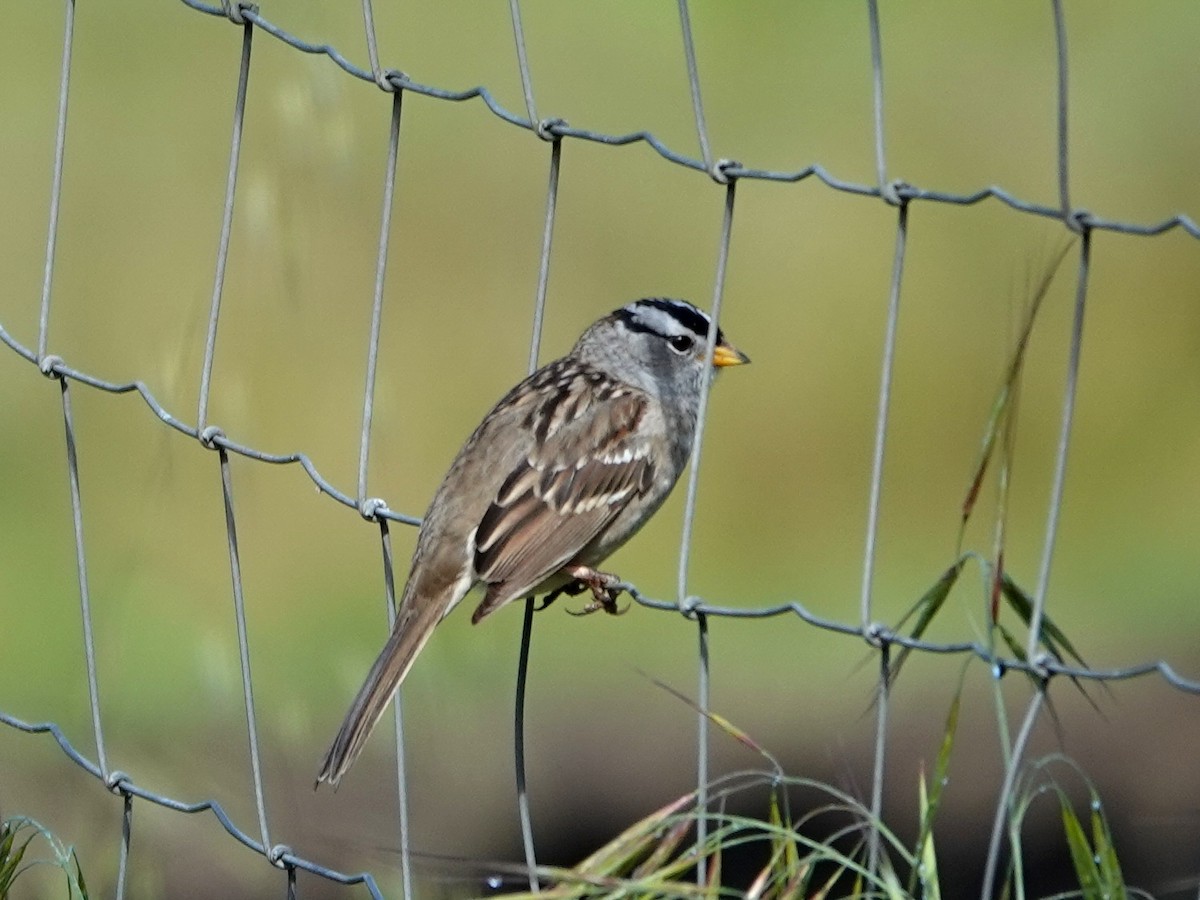 White-crowned Sparrow - ML616740164