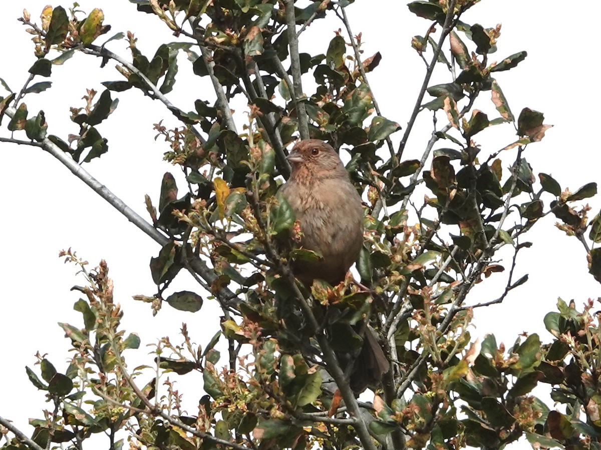 California Towhee - ML616740186