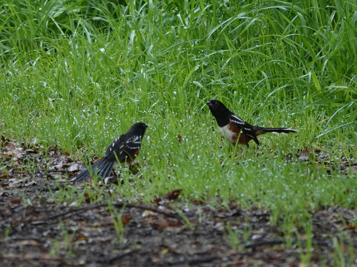 Spotted Towhee - ML616740198